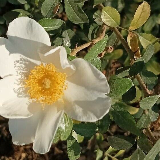 Rosa bracteata മറ്റ്