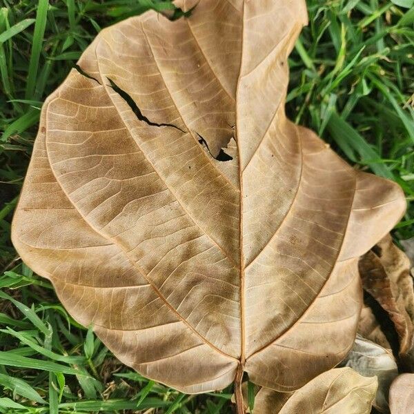 Ficus vallis-choudae Leaf