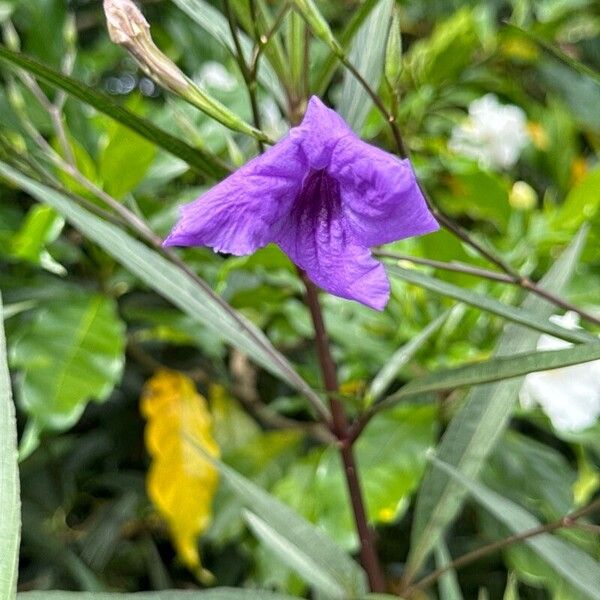 Ruellia simplex Květ