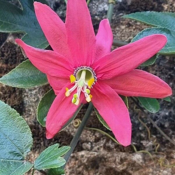 Passiflora tripartita Flower