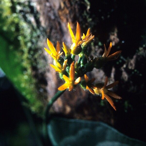 Gurania bignoniacea Kukka