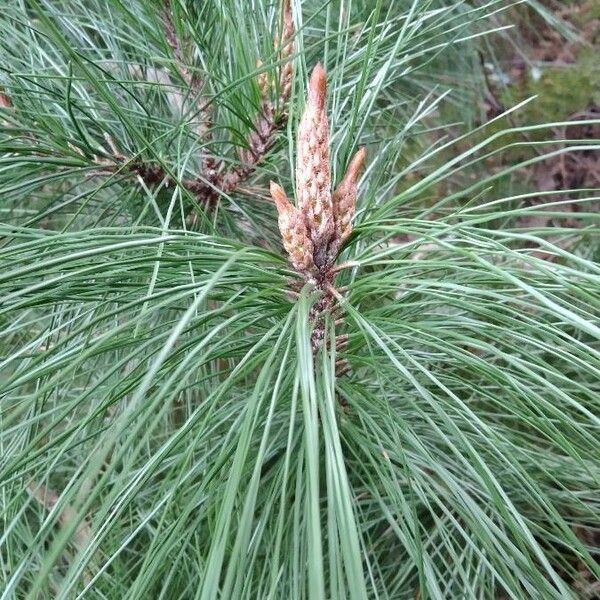 Pinus nigra Лист
