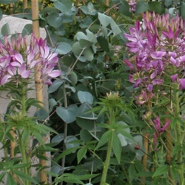 Cleome houtteana 花