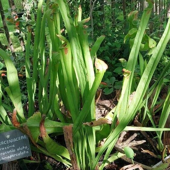 Sarracenia alata Liść