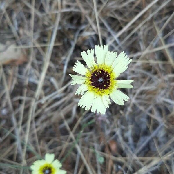 Tolpis barbata Flower