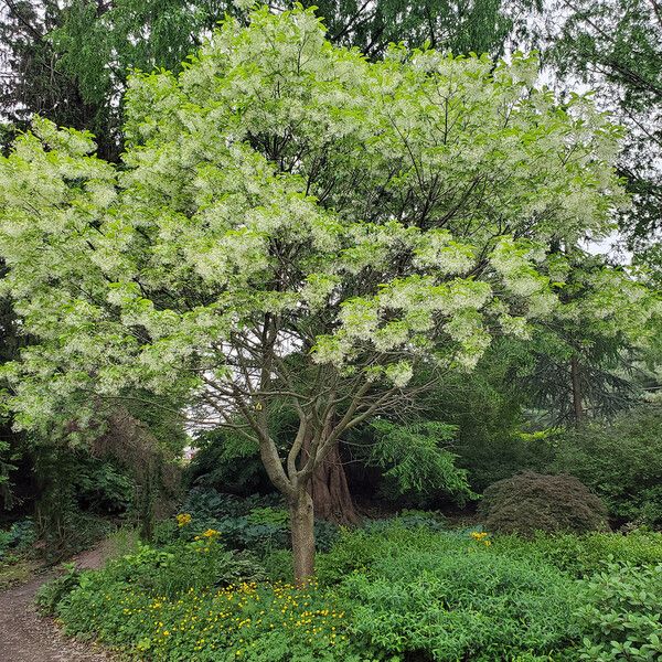 Chionanthus virginicus Flower