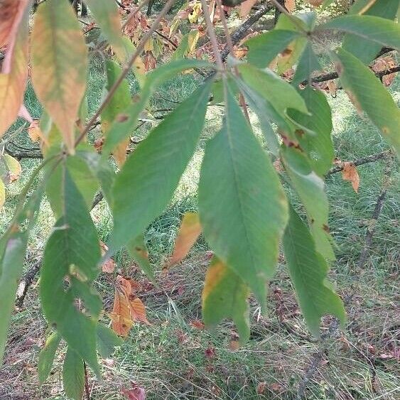 Aesculus × neglecta Yaprak