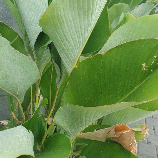 Calathea lutea ᱥᱟᱠᱟᱢ