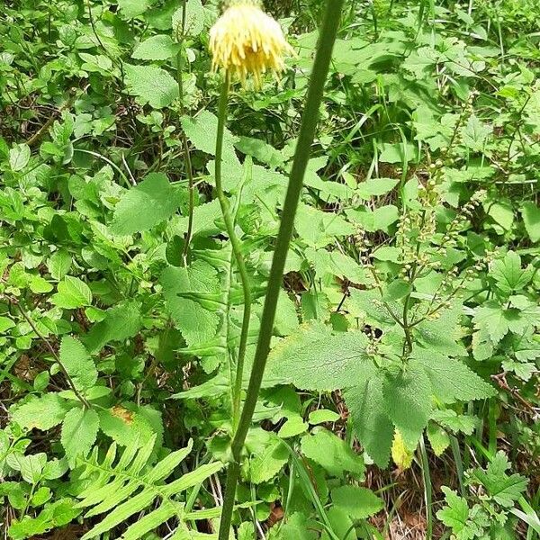 Cirsium erisithales Yaprak