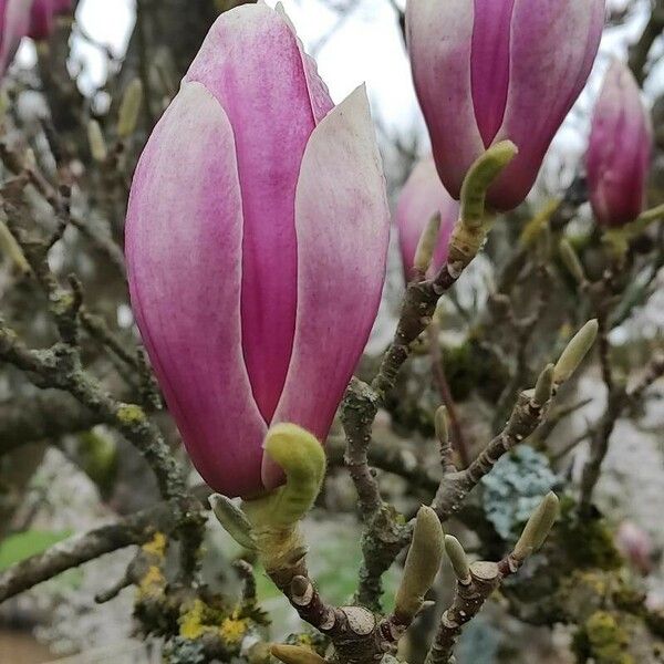 Magnolia × soulangeana Цветок