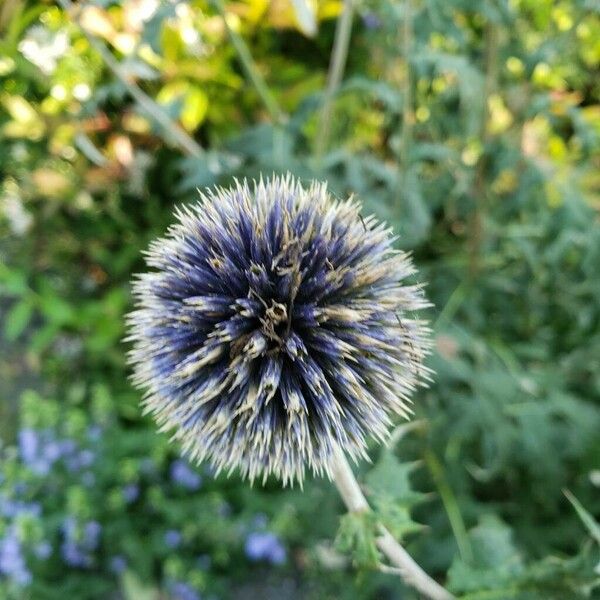 Echinops sphaerocephalus Цветок