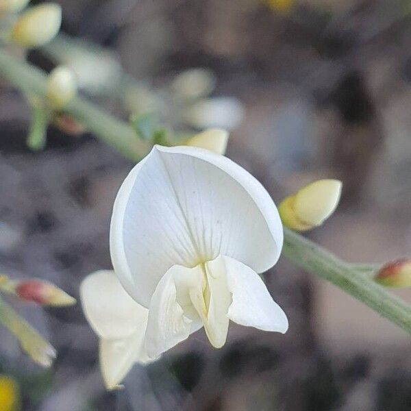 Cytisus multiflorus Квітка