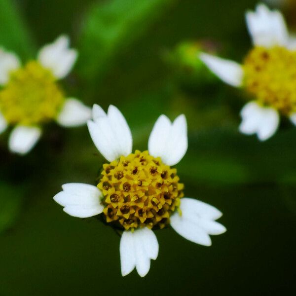 Galinsoga quadriradiata Flower