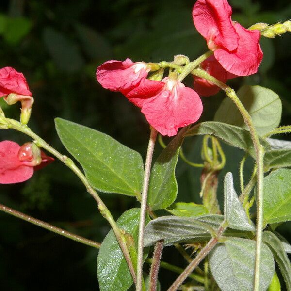 Macroptilium lathyroides 花