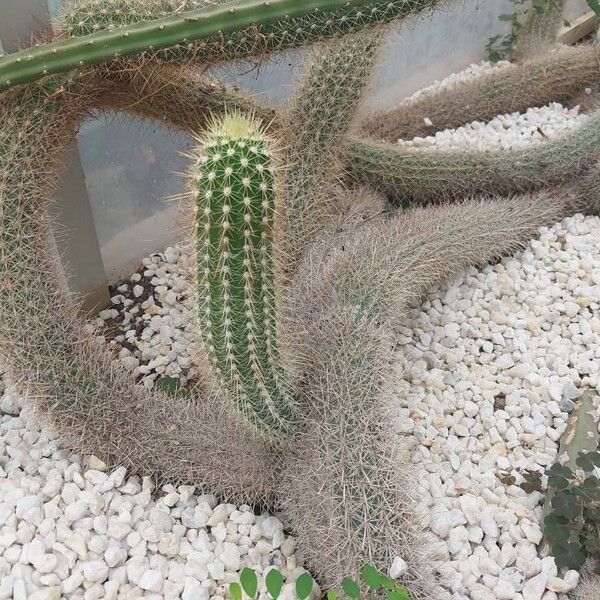 Echinocereus engelmannii Blatt