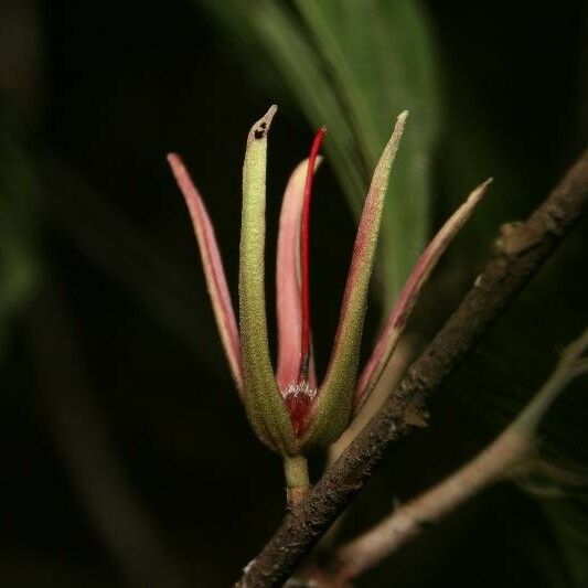 Ryania speciosa Flower