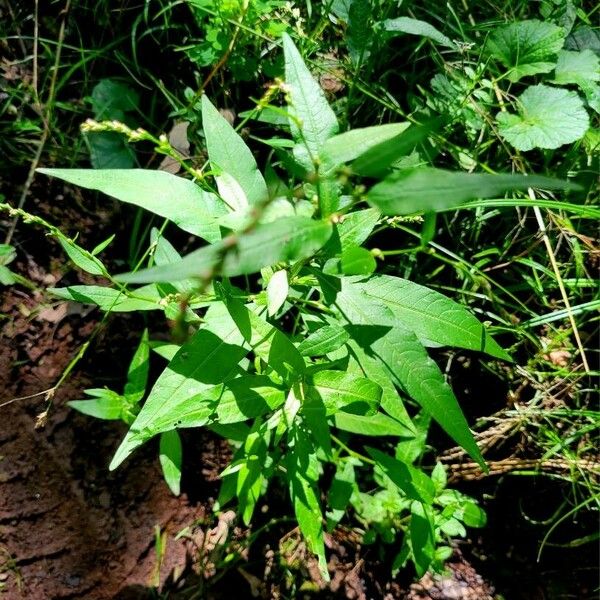 Persicaria hydropiper Leaf