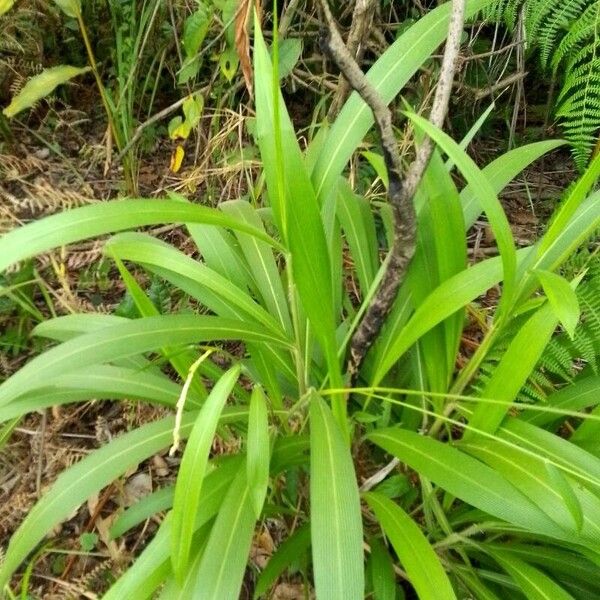 Setaria palmifolia Levél