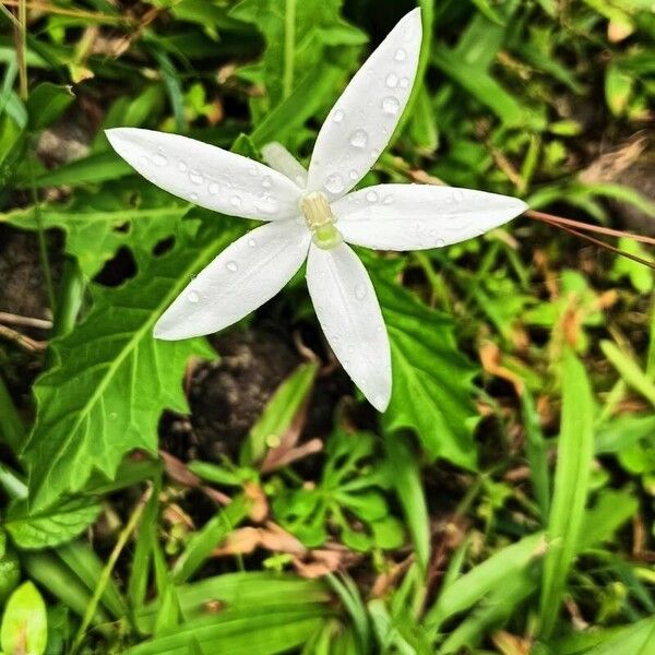 Hippobroma longiflora Flor