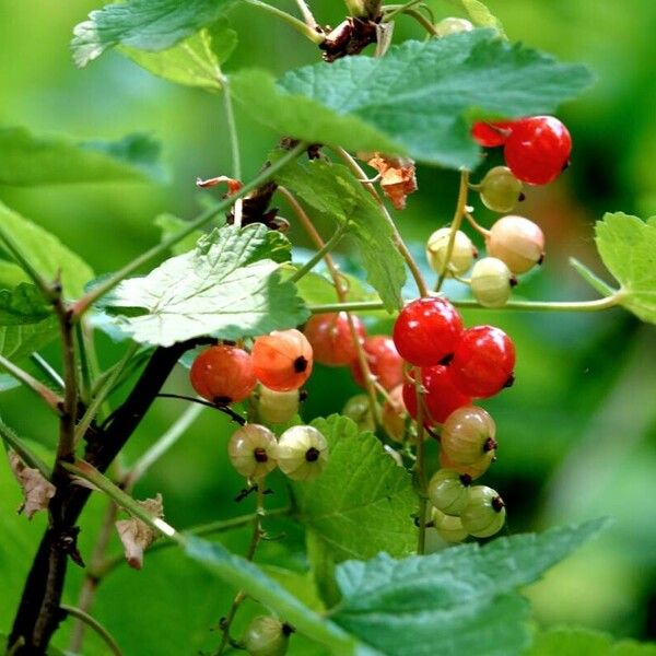 Ribes rubrum Іншае