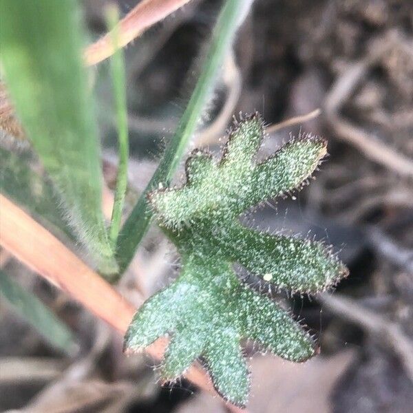 Saxifraga granulata Blad