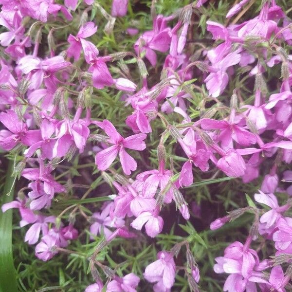 Phlox pilosa Kvet