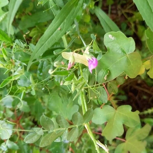 Lathyrus hirsutus List