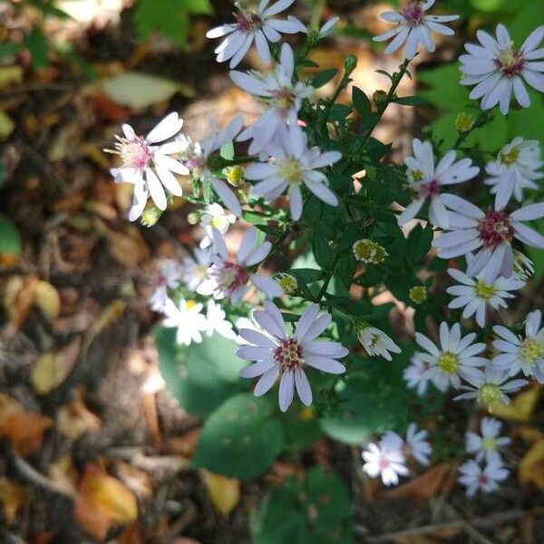 Symphyotrichum cordifolium Virág