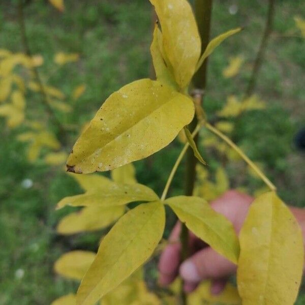 Laburnum alpinum Leaf