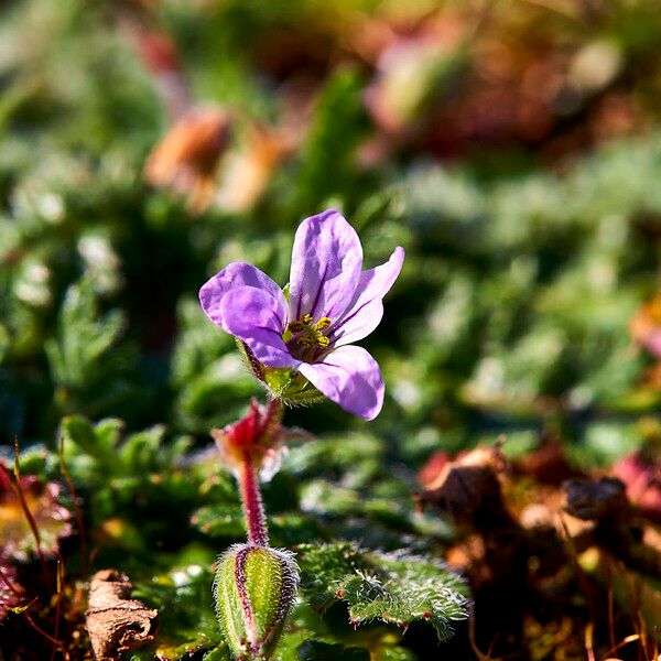 Erodium botrys Blodyn