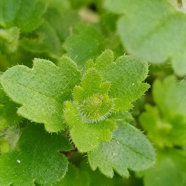 Veronica cymbalaria Leaf