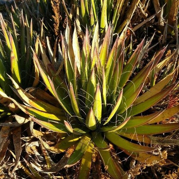 Agave filifera عادت