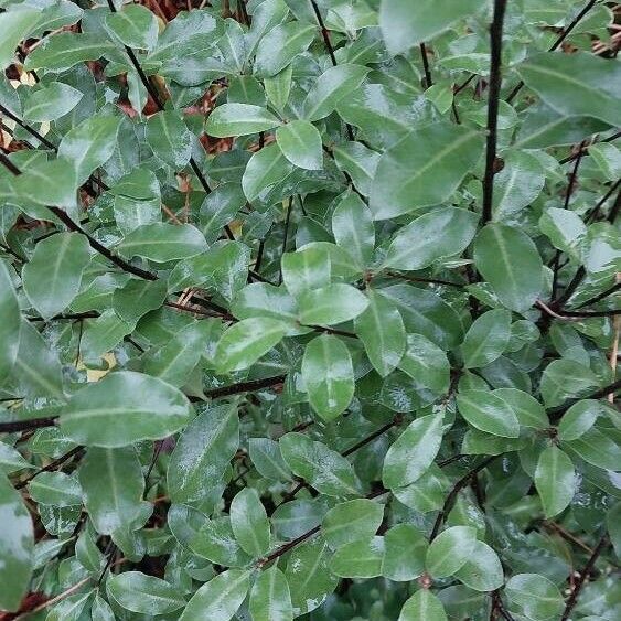 Pittosporum tenuifolium Fuelha