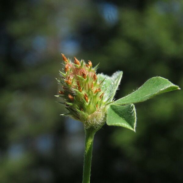 Trifolium striatum 花