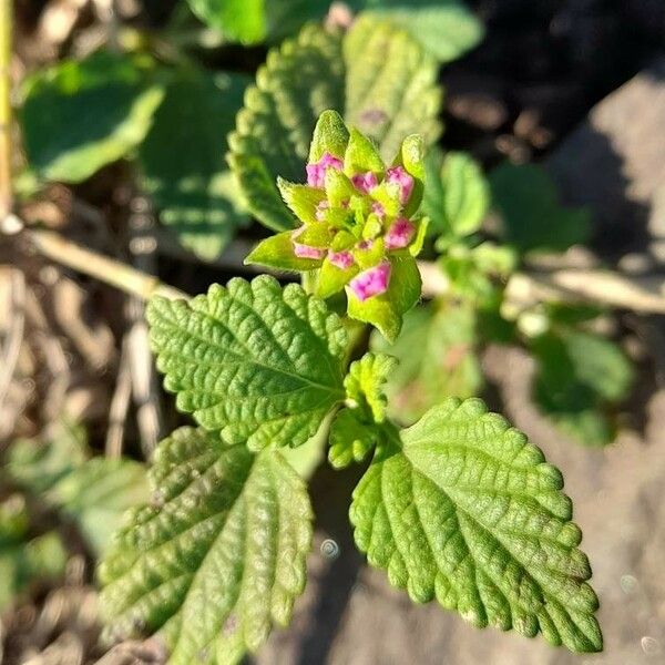 Lantana montevidensis Други