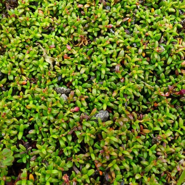 Kalmia procumbens Fuelha