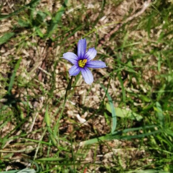 Sisyrinchium angustifolium Virág