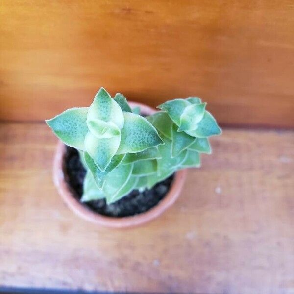 Crassula perforata Hoja