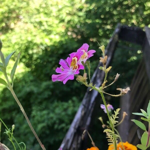 Schizanthus pinnatus Flor