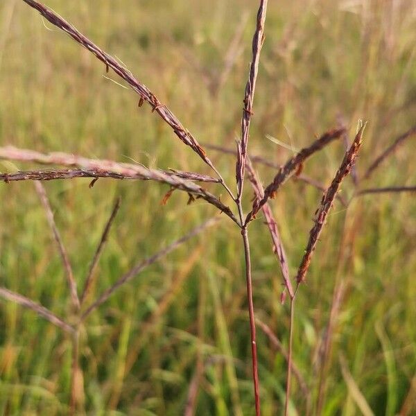 Andropogon gerardi Leaf