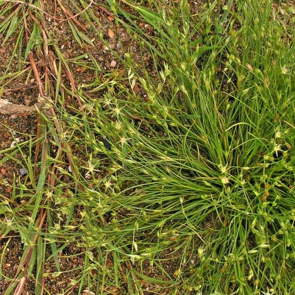 Juncus bufonius Лист