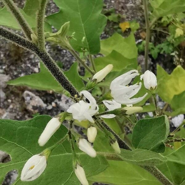 Solanum violaceum 整株植物