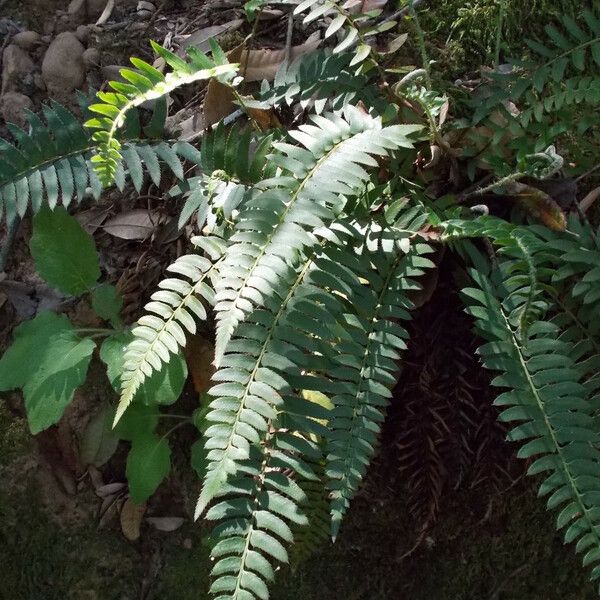 Polystichum imbricans 整株植物