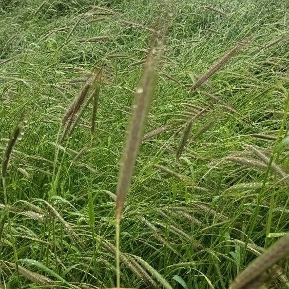 Setaria parviflora Fruchs