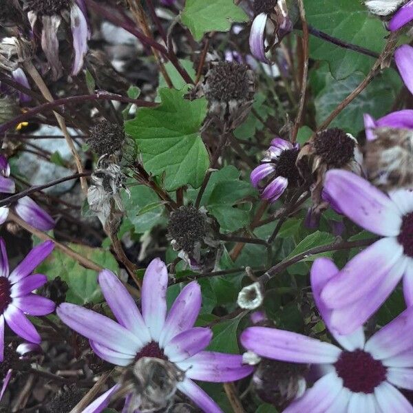 Pericallis lanata 葉