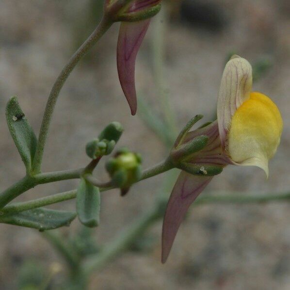 Linaria pedunculata Lorea