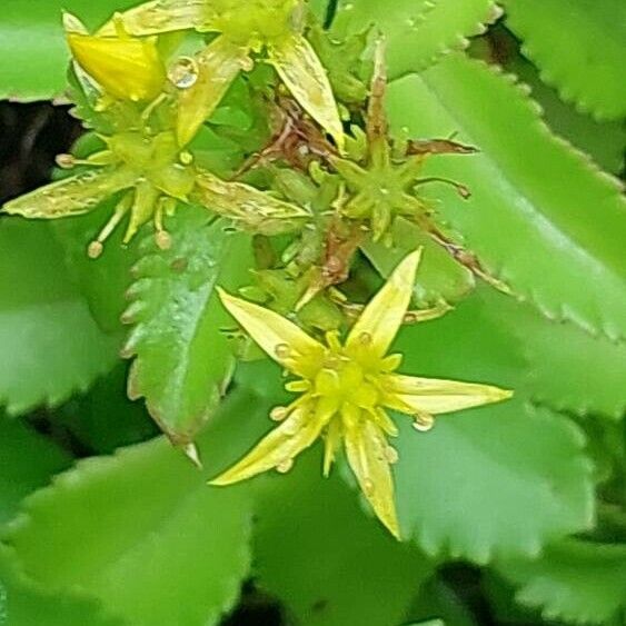 Phedimus aizoon Flower