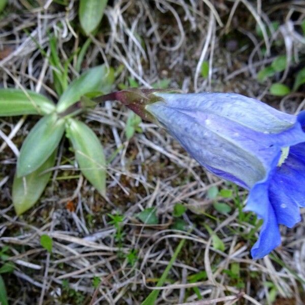 Gentiana clusii Habitatea