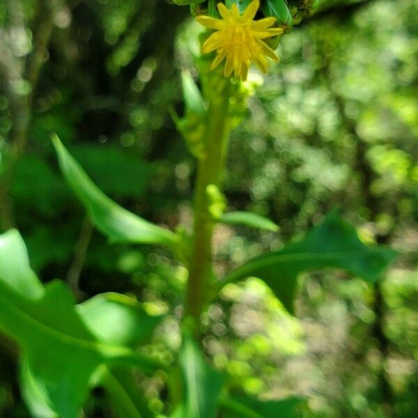 Lactuca canadensis Blomst