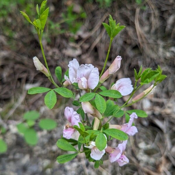 Chamaecytisus purpureus Floro